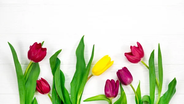 Tulips White Background — Stock Photo, Image