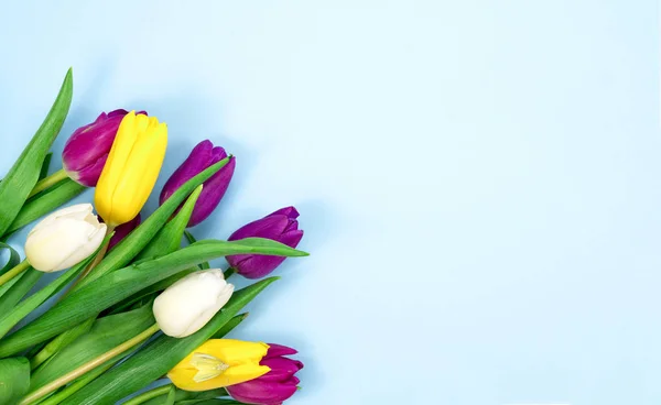 Färg Blommor Närbild — Stockfoto