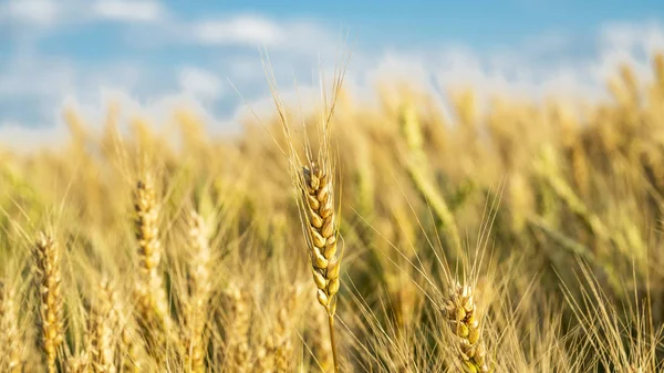 spikelets buğday alanında