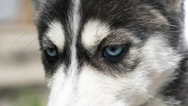 Olhos Azuis Cão — Fotografia de Stock