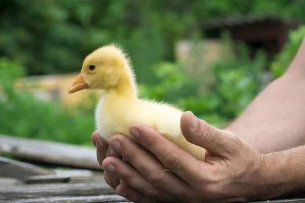 A little duckling is sitting in his arms