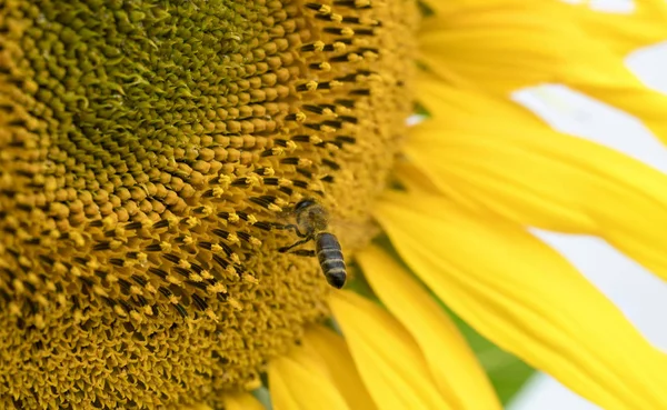 Big Wasp Sobre Macro Girasol —  Fotos de Stock