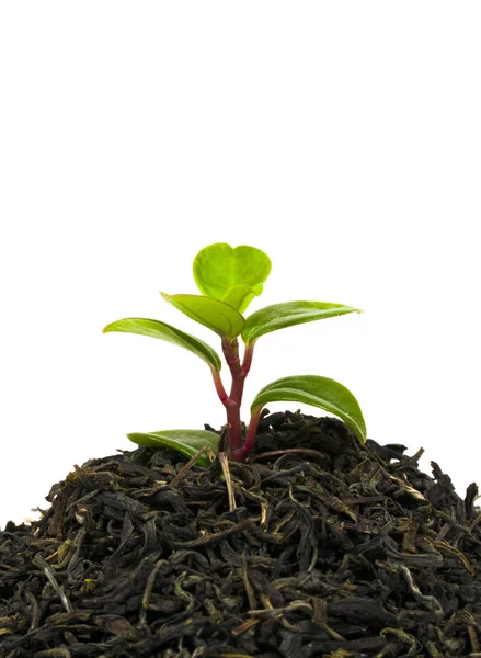 Grüne Blätter Trockenen Tees — Stockfoto