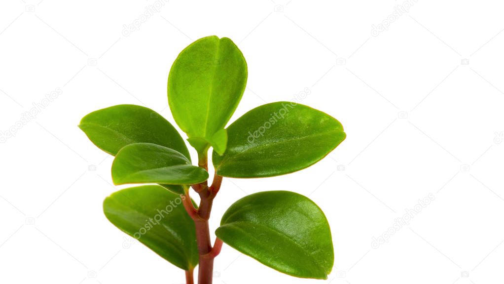 Green plant on white background 