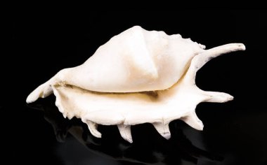 Siyah arka planda deniz kabuğu