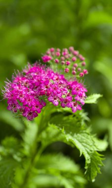 Güzel bir sonbahar çiçeği, yakın.