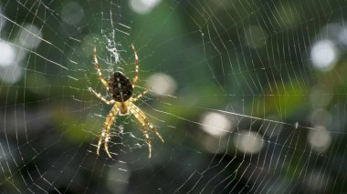 Örümcek ağda