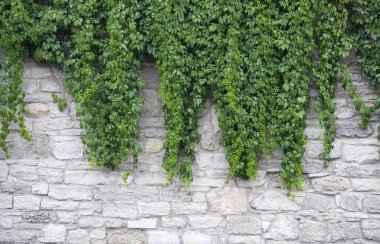 Taş çit ve yeşil dallar