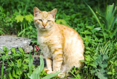 Çimenlerdeki yağlı kedi 