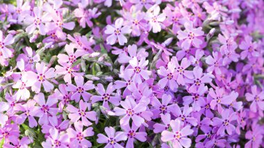 kır çiçekleri çimlerin