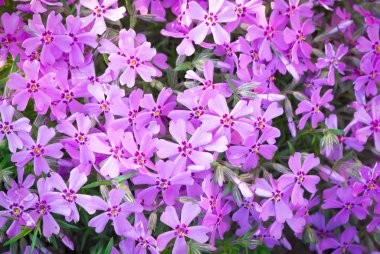 Bir sürü güzel kır çiçeği makrosu