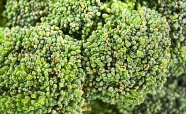 Brokoli makrosunun yeşil tohumları