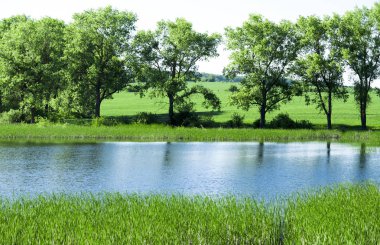 Göl, güneş ve yeşil orman, yaz yatay