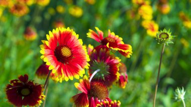  kır çiçekleri ile güzel arka plan