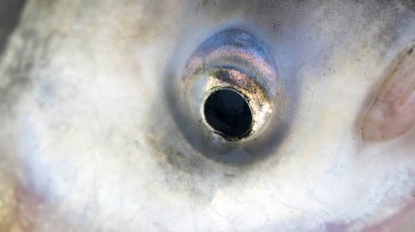 Makro büyük balık gözü