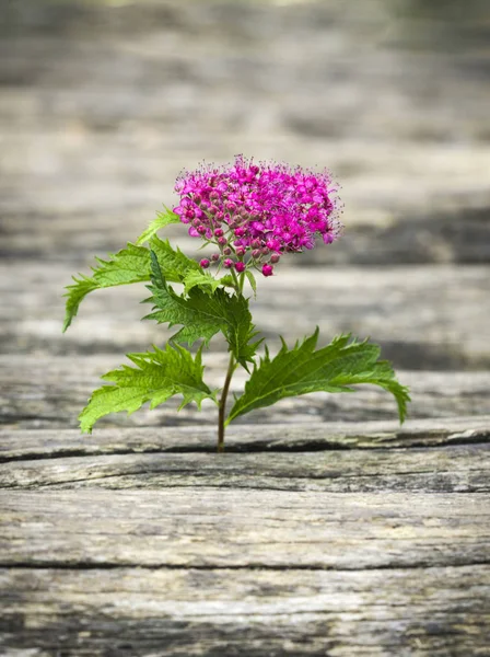 Flor Outono Uma Flor — Fotografia de Stock