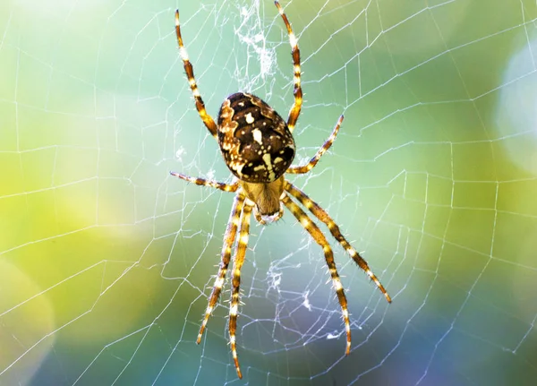 Gelbe Spinne Und Netzmakro — Stockfoto