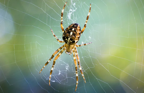 Spinne Und Netz Aus Nächster Nähe — Stockfoto