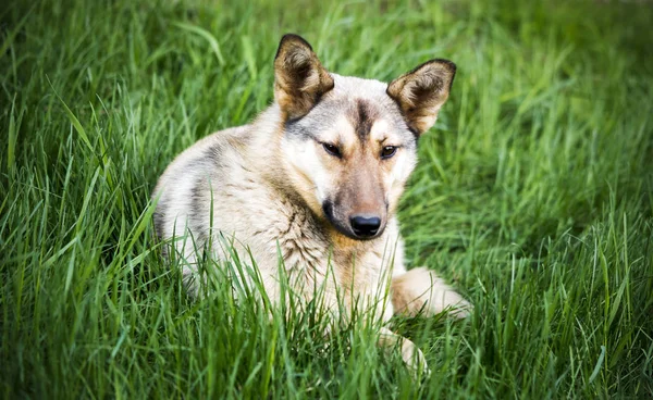 Dog Lies Grass — Stock Photo, Image