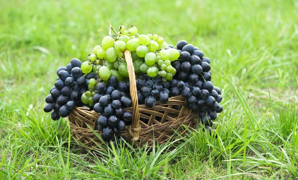 Basket Grapes Green Grass — 스톡 사진