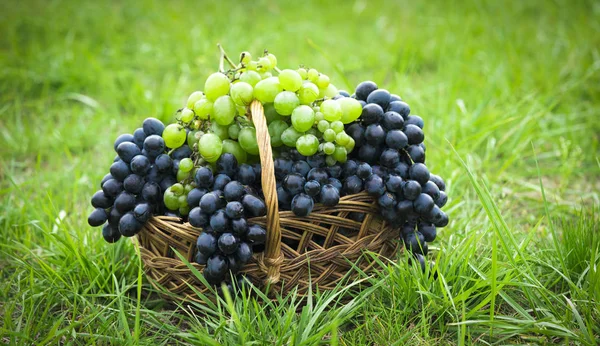 绿草上的篮子和葡萄 — 图库照片