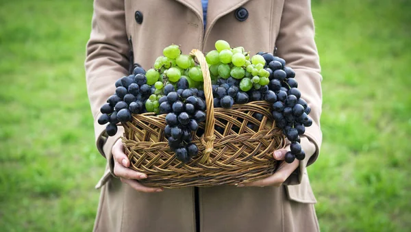 Basket Grapes Hands Girl — 스톡 사진