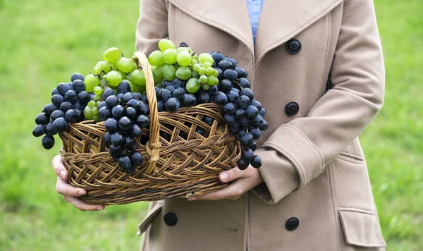 Girl Holding Basket Grapes — Stock Photo, Image