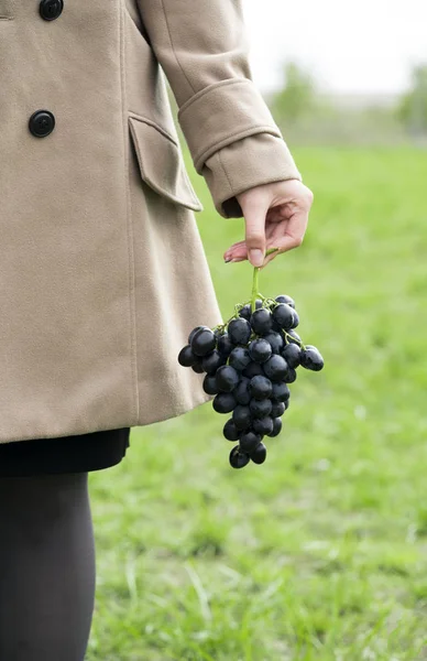 Een Druif Druiven Hand Van Een Meisje — Stockfoto