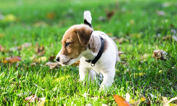 Cão Pequeno Parque — Fotografia de Stock