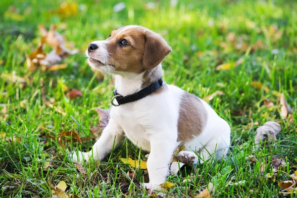 Küçük köpek yavrusu yeşil çimlerde oturuyor