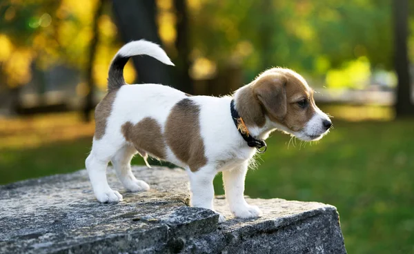 Filhote Cachorro Está Mura Pedra — Fotografia de Stock