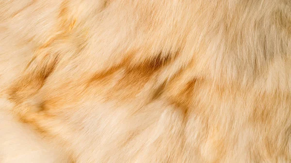 Background Lady Fur Coat — стоковое фото