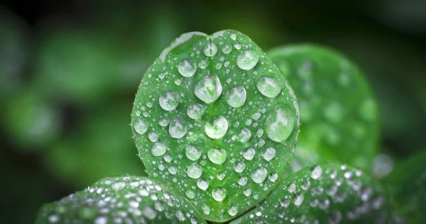 Rocío Hojas Verdes Macro —  Fotos de Stock