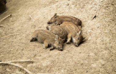 Yaban domuzu yalan yere