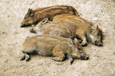 Yaban domuzu yalan yere