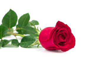 Beyaz arkaplanda kırmızı gül