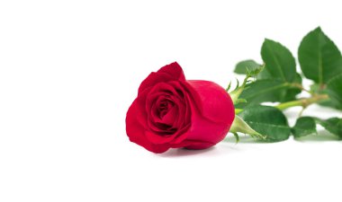 Beyaz arkaplanda kırmızı gül