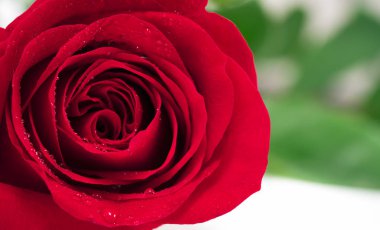 Beyaz arkaplanda kırmızı gül