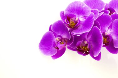 beyaz zemin üzerine çiçek şube