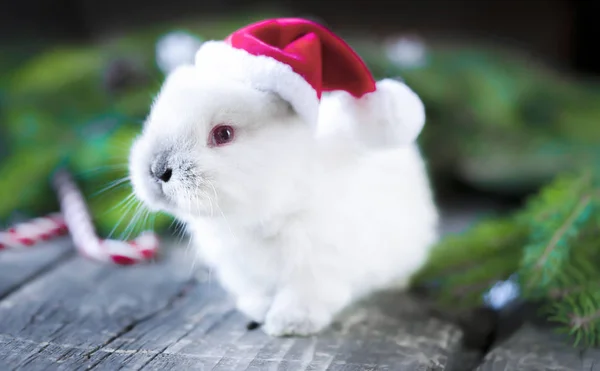 New Year\'s rabbit in a red hat