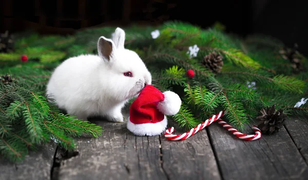 Новорічний Кролик Червоний Капелюх — стокове фото