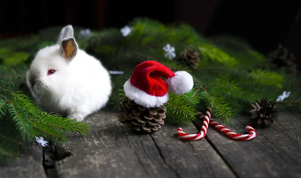a rabbit, a Christmas tree and a new bump on a wooden background
