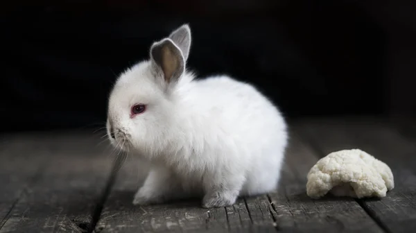 小さなウサギとカリフラワー — ストック写真