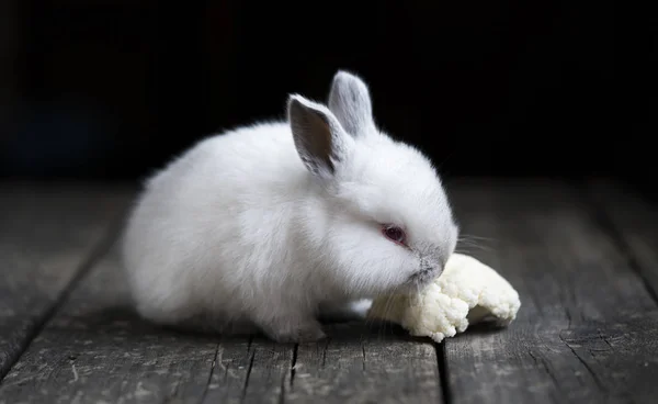 小さなウサギを食べるキャベツ — ストック写真