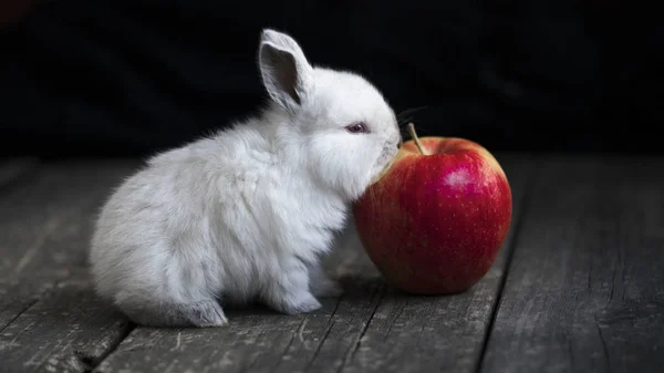 Liten Kanin Och Blomkål — Stockfoto