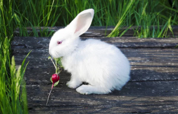 白いウサギは 大根を食べる — ストック写真