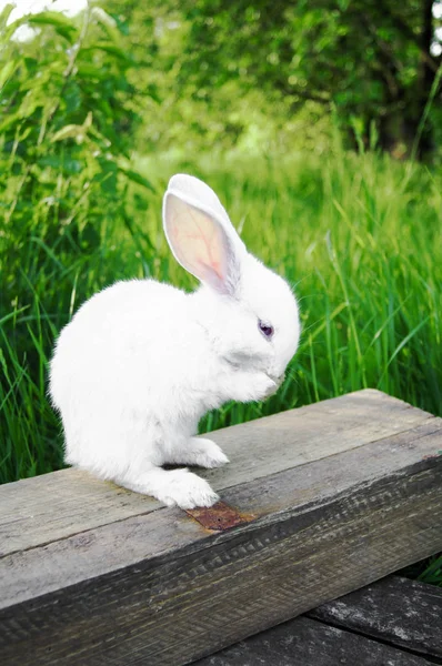 白いウサギは草で洗う — ストック写真