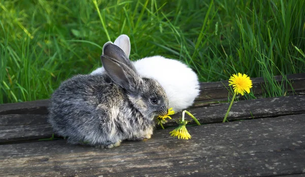 Маленькі Кролики Квітами — стокове фото