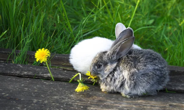 花と小さなウサギ — ストック写真
