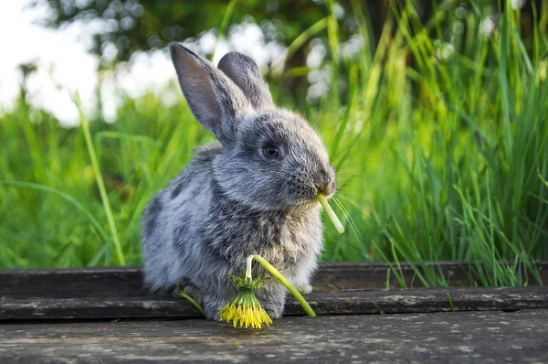 灰色のウサギは 花を食べてください — ストック写真
